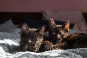 two Havana brown kittens