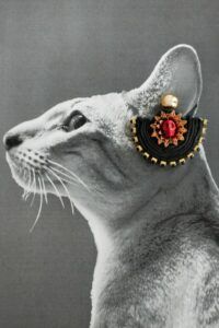 grey cat head with earring