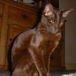 Havana brown cat, sitting