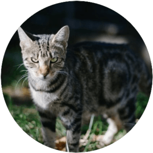 tabby cat, standing