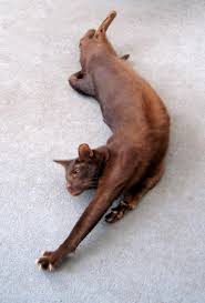 Havana brown cat, stretching