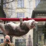 cat upside down hanging on railing