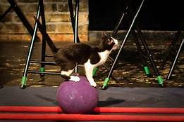 cat standing on large ball