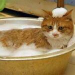 Cat in basin getting bath