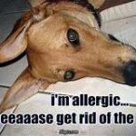 Dog pic: I'm allergic...please get rid of the cat