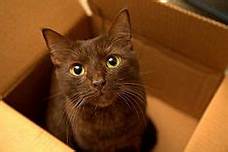 Havana brown cat in box