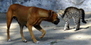 cat hunched, yowling at dog