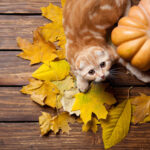 kitten playing with pumpkin & colored leaves