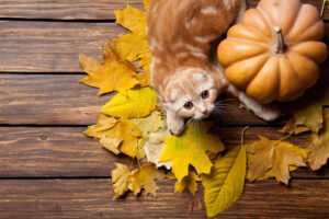 kitten playing with pumpkin & colored leaves