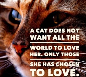 quote about cat love