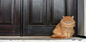 Cat guarding doorway