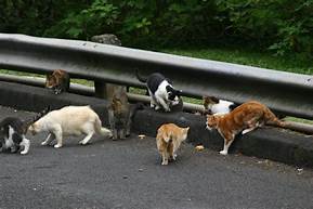 group of cats foraging next to road guardrail.