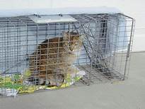 feral cat in cage