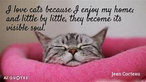 cat snoozing in pink bed