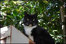 Tuxedo cat sitting outside on high perch