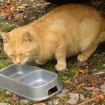 Orange cat eating from food dish, outside