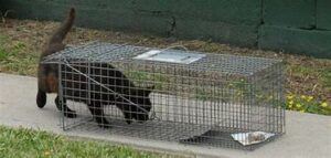 Cat entering a live trap