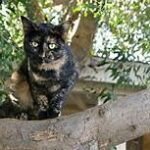 calico cat sitting outside