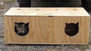 low wooden box, 2 cat-head holes cut in it, for cats to hide