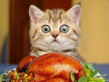 little cat looking over cooked turkey; eyes are huge