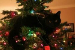 black cat in Christmas tree