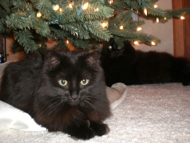 two black cats under Christmas tree