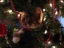 Cat looking out of Christmas tree