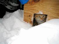 Cat in shelter with snow around