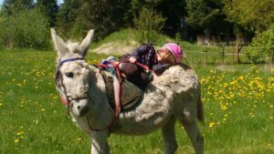 child lying on donkey