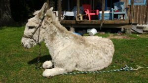 white donkey lying down