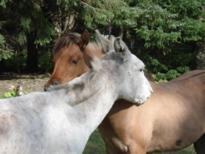 Anna & Freya (donkey & horse) head to head