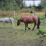 Donkey and horse in field