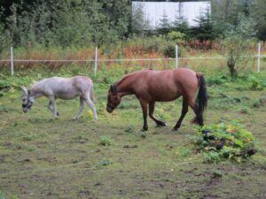 Donkey and horse in field