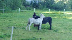 white & black donkey scratching