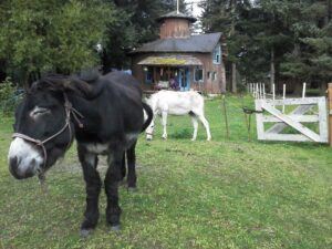 2 donkeys in yard