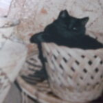 cat in basket