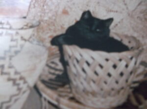 cat in basket