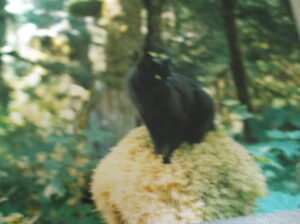 Black cat on mossy stump