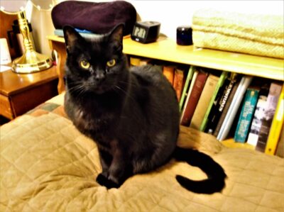 black cat on bed