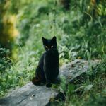 black cat outside sitting on board