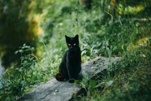 black cat outside sitting on board