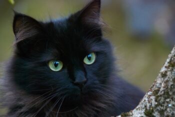 fuzzy black cat face