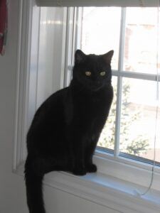 black cat sitting in window