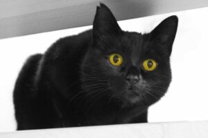 black cat with yellow eyes