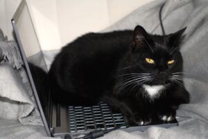 black cat on computer keyboard