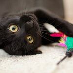 black cat with feather toy