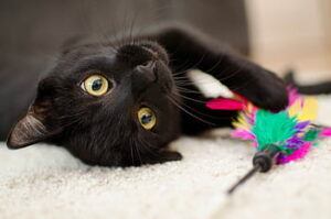 black cat with feather toy