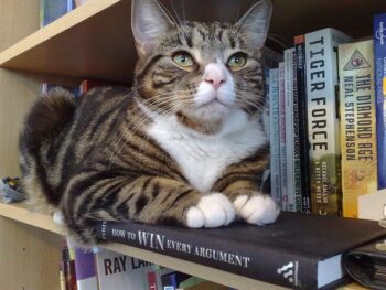 Cat reclining on books