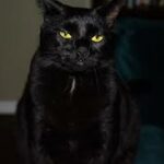 black cat, yellow eyes, sitting