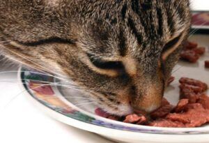 Cat eating food
